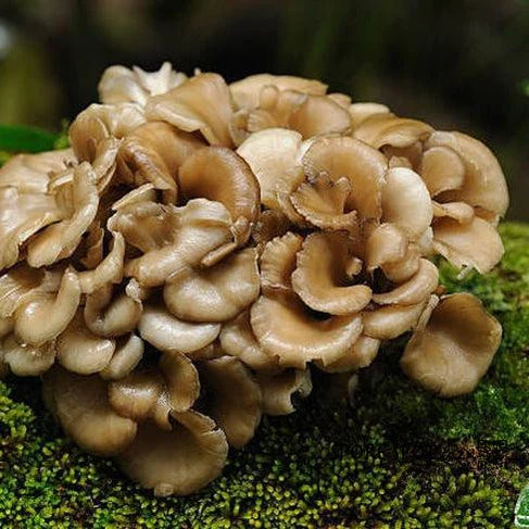 Maitake Mushroom