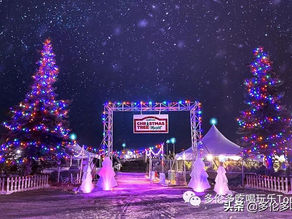 想要擁有一顆自己的聖誕樹?來這裡就對了...