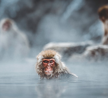 Monkey Bathing