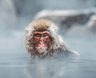 Affe Baden