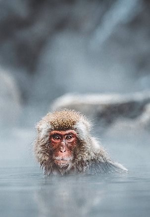 Snow Monkeys tours from Akakura Onsen, Myoko Japan