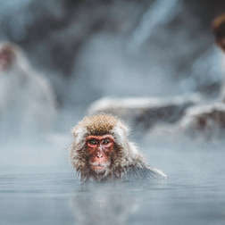 Monkey Bathing