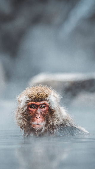 snow monkeys japan