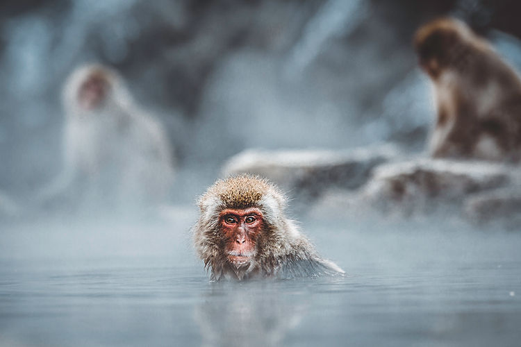 Monkey Bathing