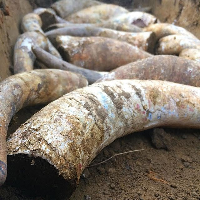 サムネイル： セバスチャン・フェザス  マレ・オート　2022【白・微発泡】品種：シャルドネ70%、ユニ・ブラン30%　ドメーヌ唯一のペットナットのキュヴェ。