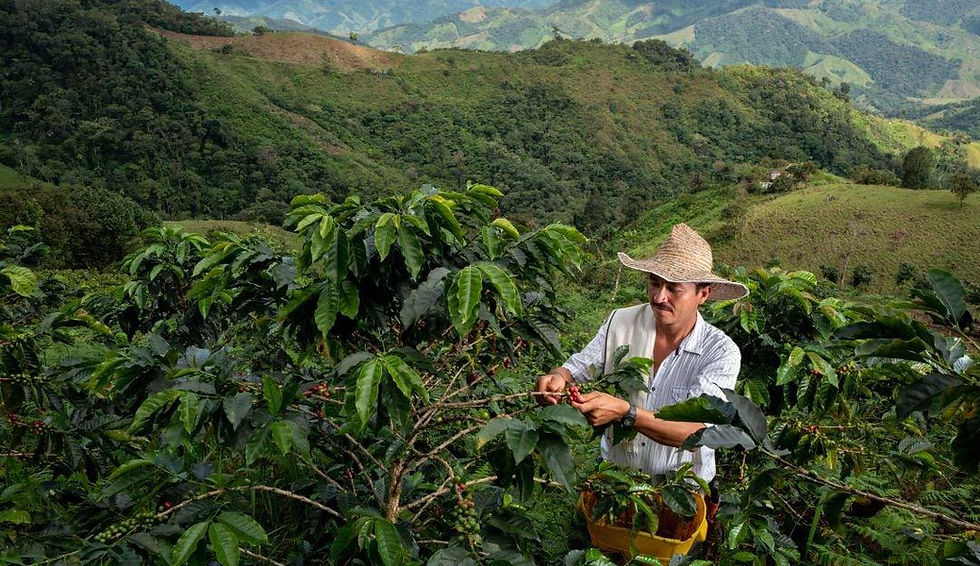 CAFETERA TERRA2.jpeg
