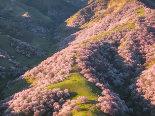 Chasing the Spring: China’s Best Flower Destinations