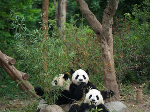 Which one should you among 5 Panda Base in Chengdu? 