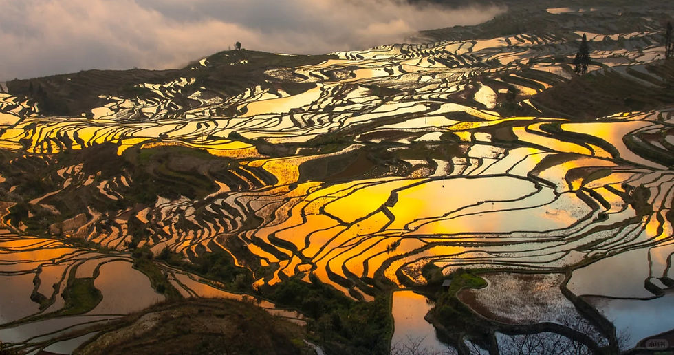 The Vanishing Sky Mirror: A Complete Guide to China’s Yuanyang Rice Terraces