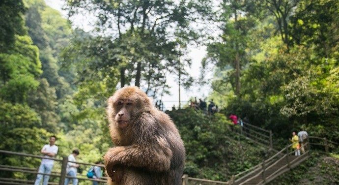 Ecological Monkey Zone