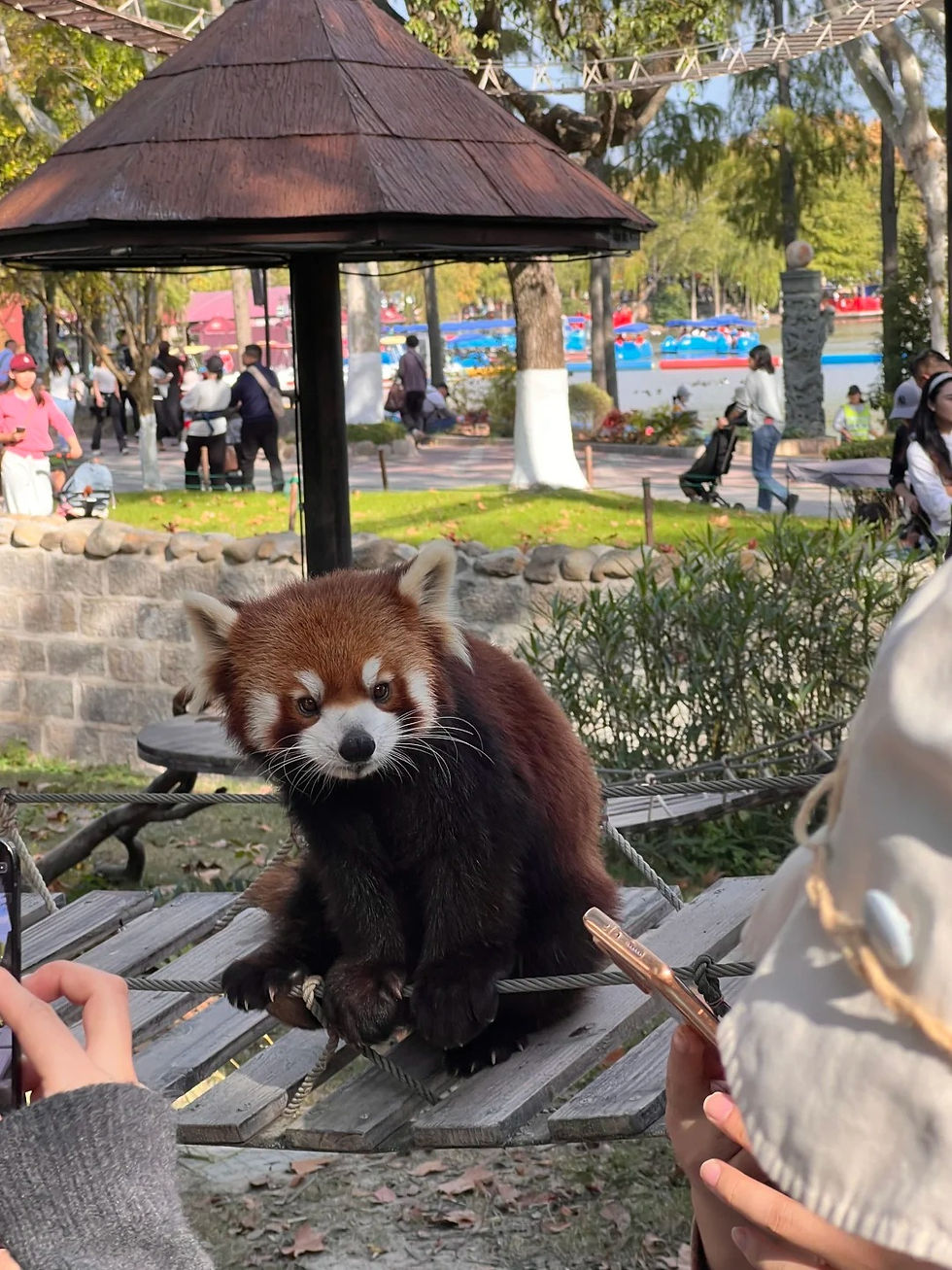 Red Panda Interaction in Shanghai Wild Animal Park
