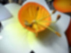 Daffodil with bee accessory