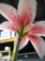 Back view of Stargazer