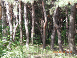 Изображение 1287