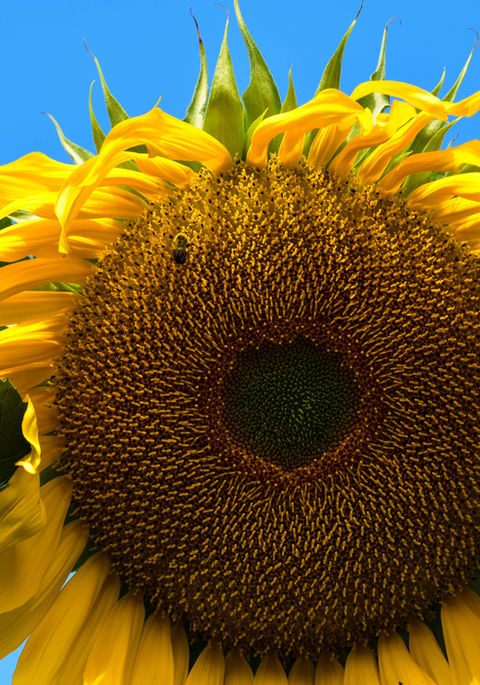 Sunflower on blue sky with honey bee