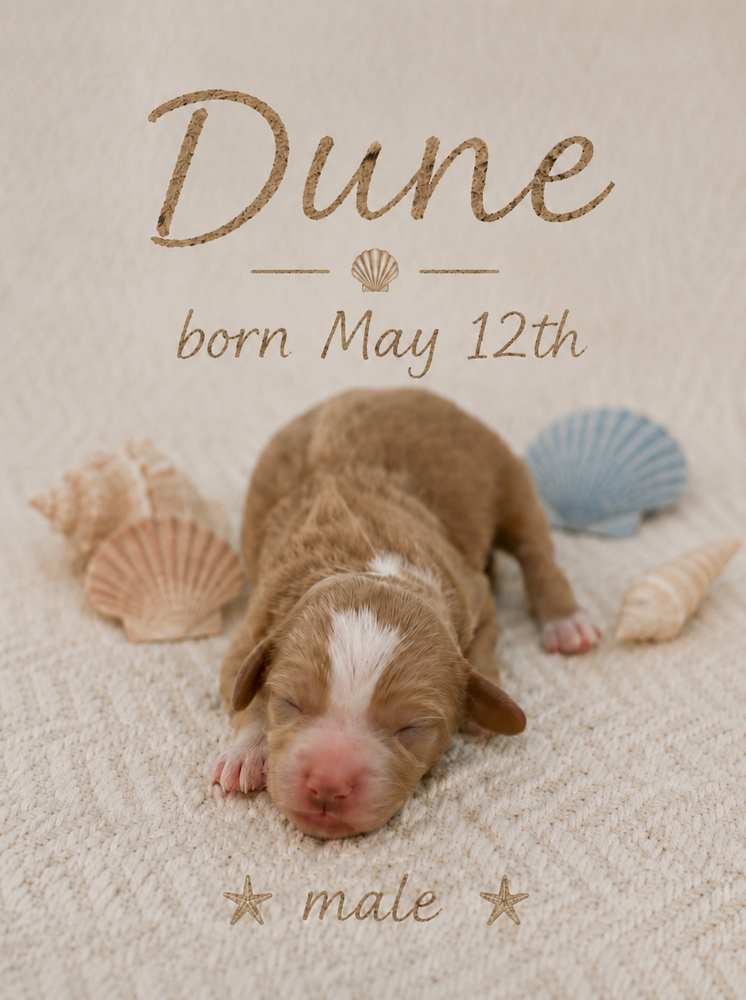 Dune