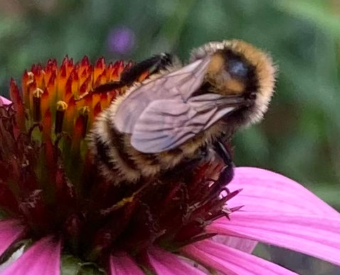 On Becoming a Naturalist