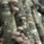 We love mushrooms, ...so we inoculated some logs to try shiitake production