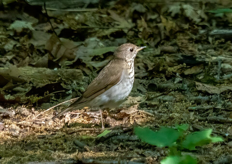Across 2,000 Miles: How One Songbird Connects Conservation & Community