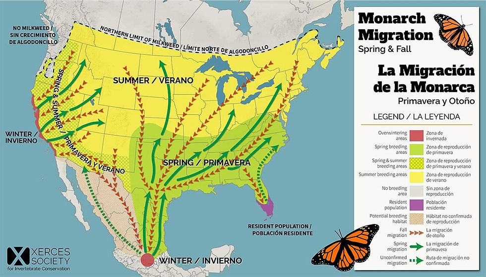 The majority of butterflies we see in Maine in August and September are the super generation on their way to Mexico. This group no longer needs milkweeds; rather, they need flowers for their nectar.