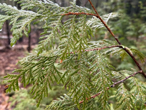 Northern White Cedar