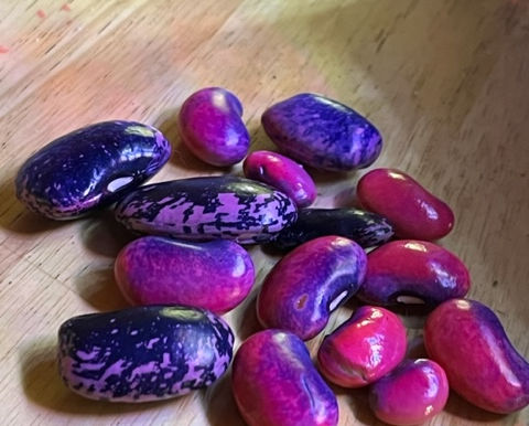 The Scarlet Runner Outside My Window