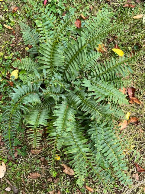 Christmas Ferns — A Forest Gift
