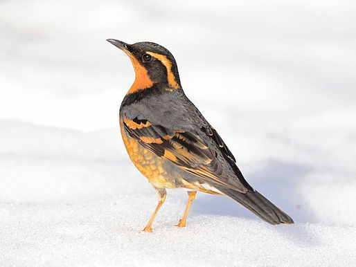 varied thrush