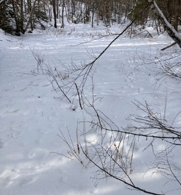 From Winter to Spring: A Vernal Pool Emerges