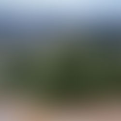 Seeing the Forest Through its Trees Part III: Eastern White Pine