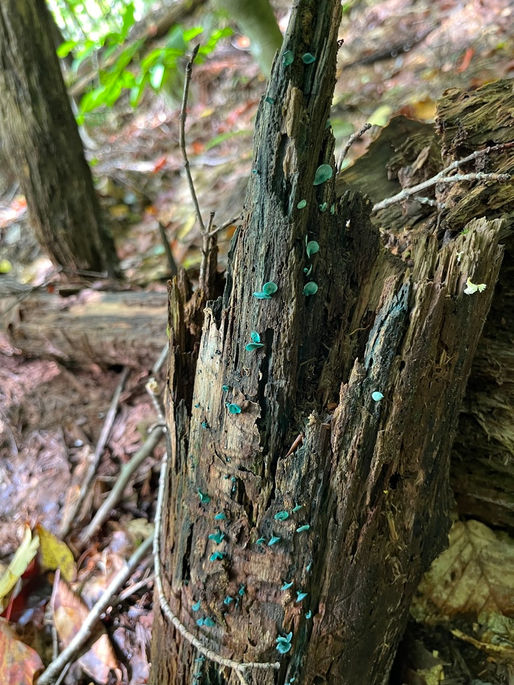 A Fan of Fungi: Green Elfcups