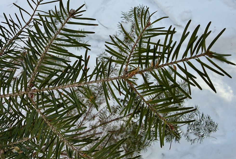 Look for flat needles with pale undersides and bark dotted with resin blisters—the signature of balsam fir.