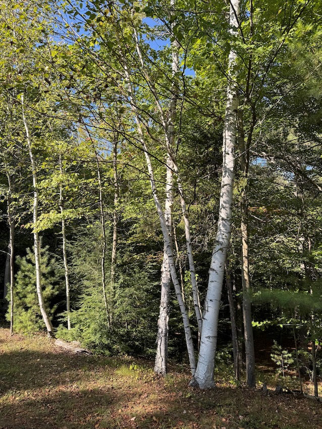 Paper birch at edge of old log landing.