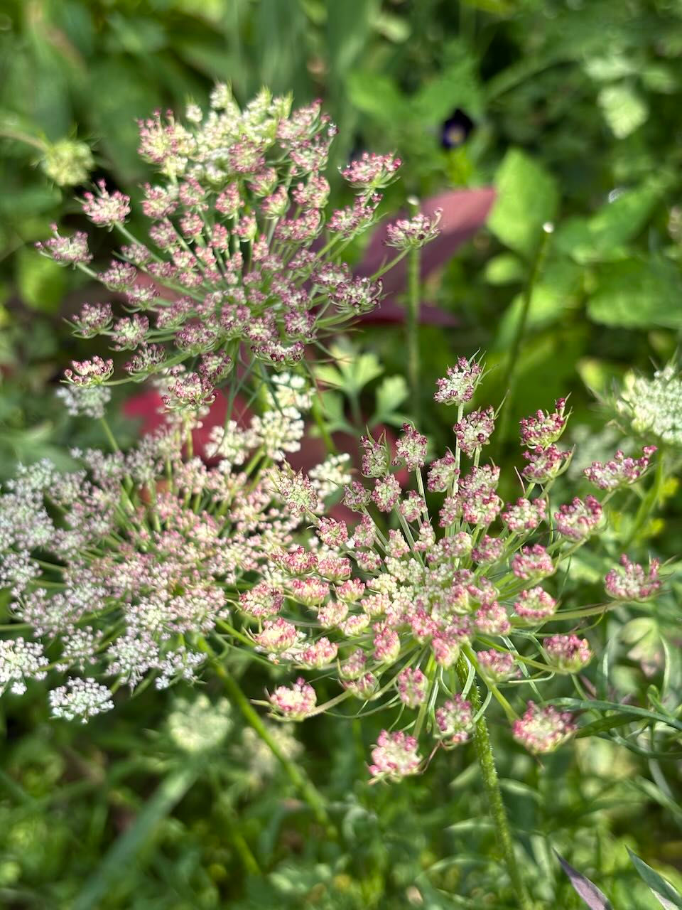 Colors of August
