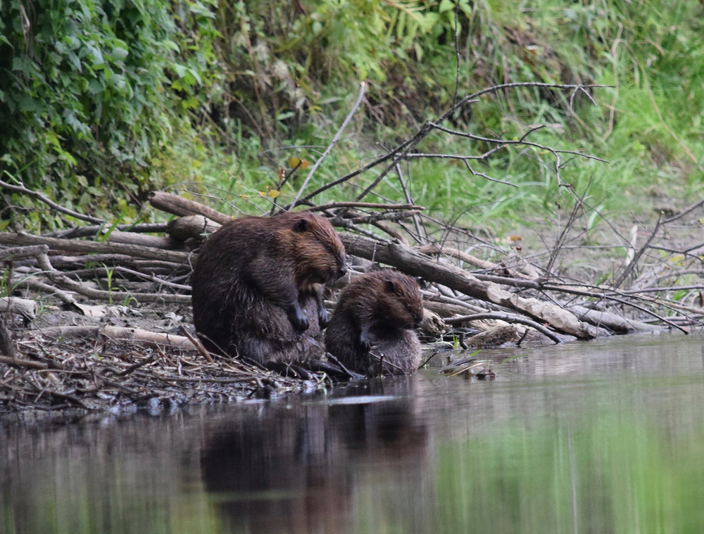 R Beaver Beavers on the Landscape