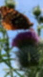 Bull Thistle blossom with fritillary