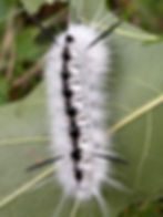 ree