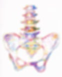 pelvic chiro.jpg