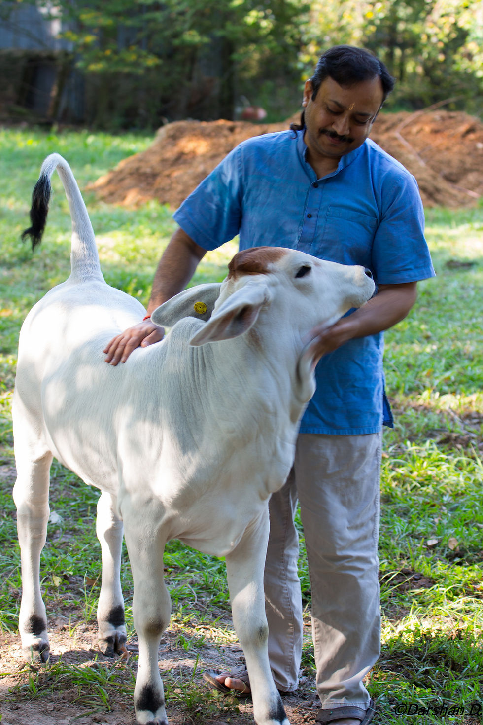 cows20