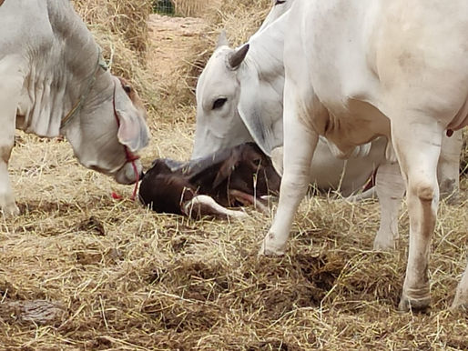 Holiday Season Visit to Texas Gaushala: Experience Cow Feeding, Cow Cuddling, and Host Your Event