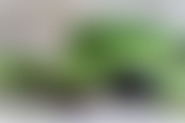 Warum du dein Essen mit Micro Greens aufpeppen solltest?  