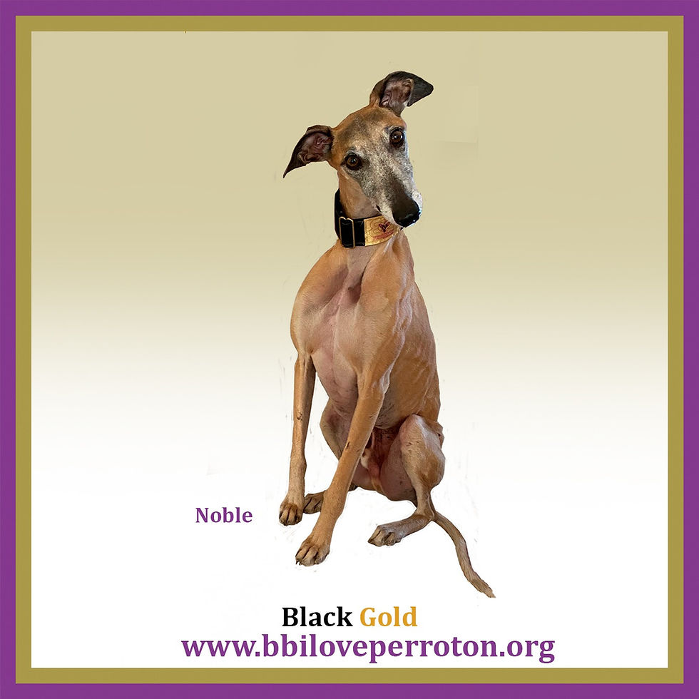 Miniatura: Collar para galgos - Martingale