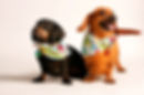 Dachshund adoption