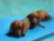 Dachshund adoption
