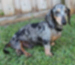 Dachshund adoption