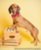 Dachshund adoption