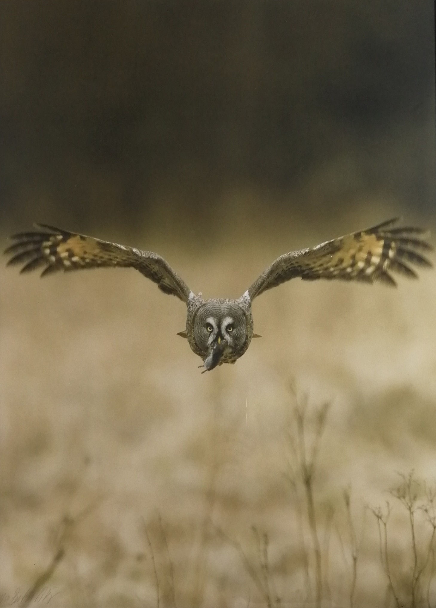 Lappuggla med sork - Brutus Östling