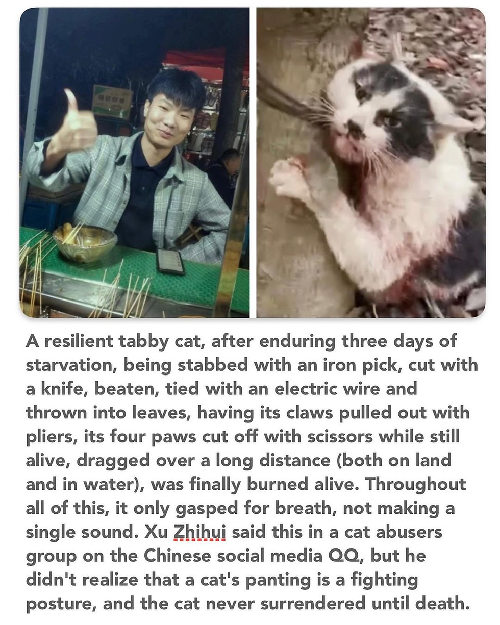 A resilient tabby cat, after enduring three days of starvation, being stabbed with an iron pick, cut with a knife, beaten, tied with an electric wire and thrown into leaves, having its claws pulled out with pliers, its four paws cut off with scissors while still alive, dragged over a long distance (both on land and in water), was finally burned alive. Throughout all of this, it only gasped for breath, not making a single sound. Xu Zhihui said this in a cat abusers group on the Chinese social media QQ, but he didn't realize that a cat's panting is a fighting posture, and the cat never surrendered until death.