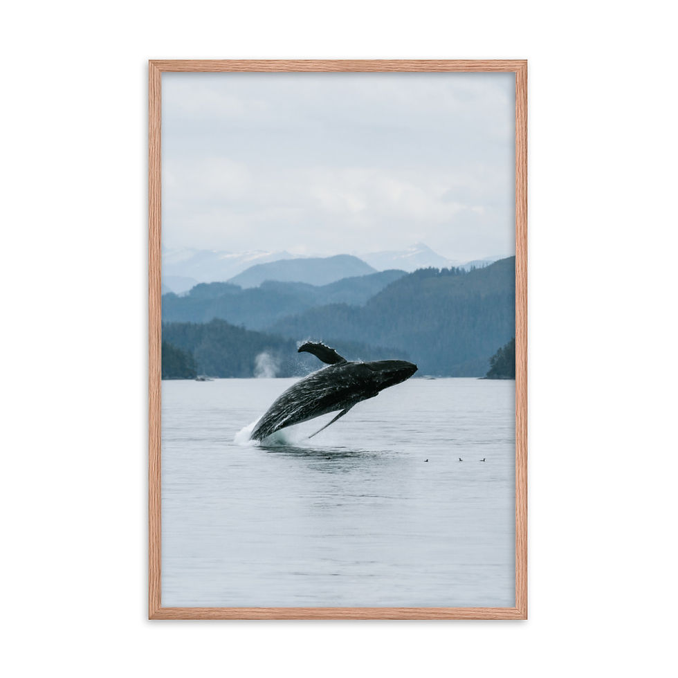 Humpback Whale - Framed