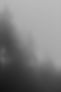 Black and white image of tall evergreen trees in the fog
